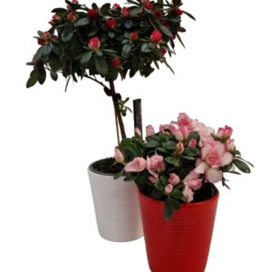 Azalea di Alberello
