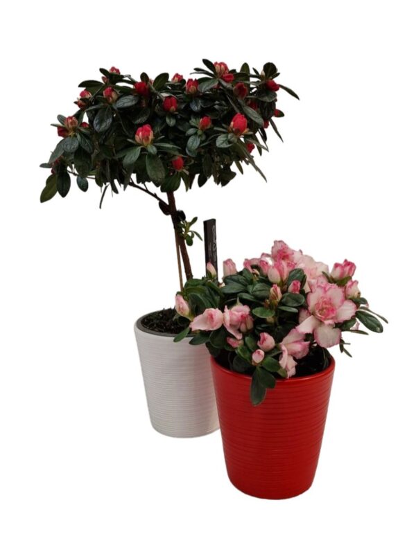 Azalea di Alberello