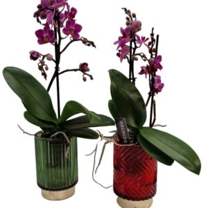 Micro Orchidee vaso colorato