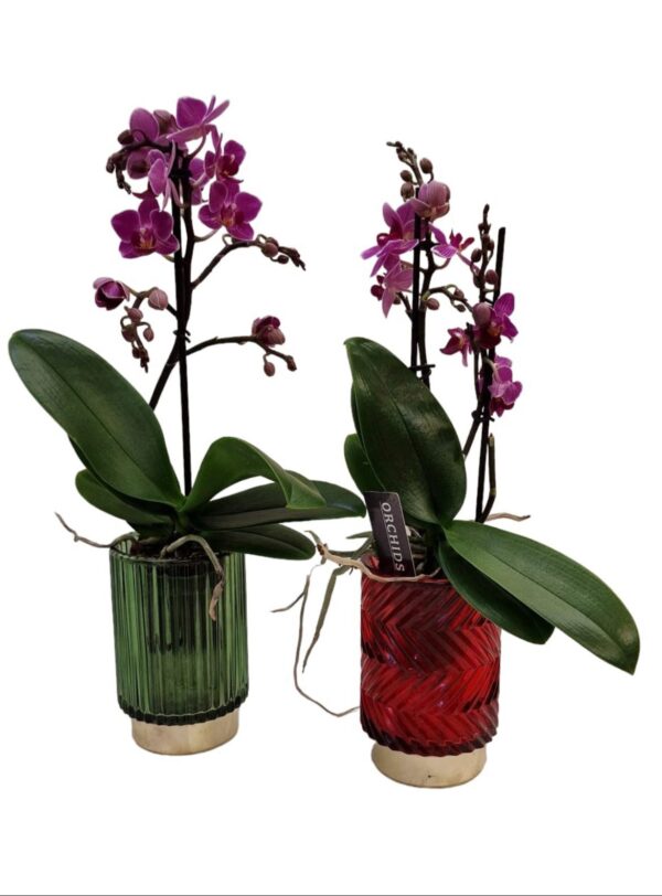 Micro Orchidee vaso colorato