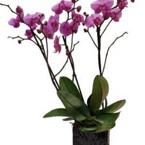 Phalaenopsis grande con vaso ceramica