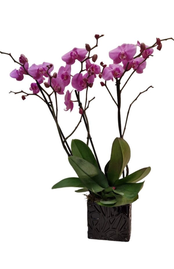 Phalaenopsis grande con vaso ceramica