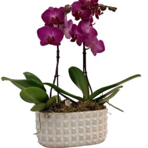 Cassetta di ceramica con doppie orchidee