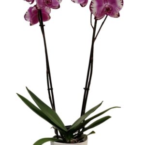 Orchidea con vasetto