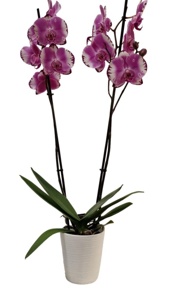 Orchidea con vasetto