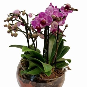 Ball di vetro con micro phalaenopsis