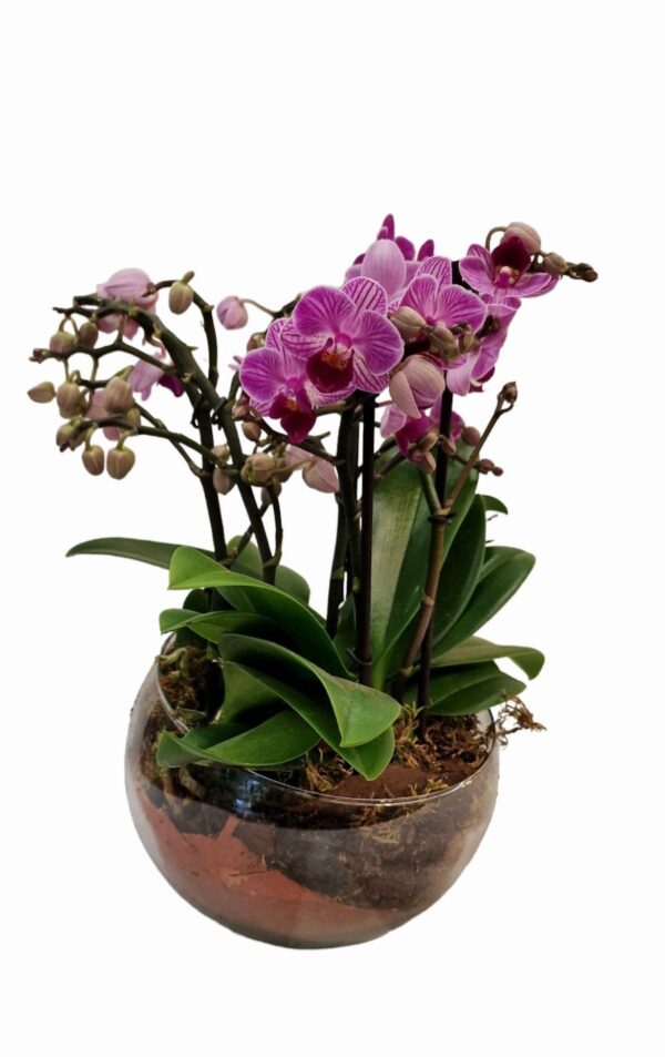 Ball di vetro con micro phalaenopsis