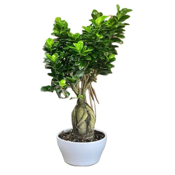 Bonsai