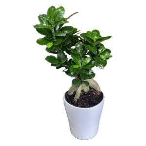 Bonsai di Ginseng piccolo
