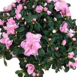 Pianta Azalea
