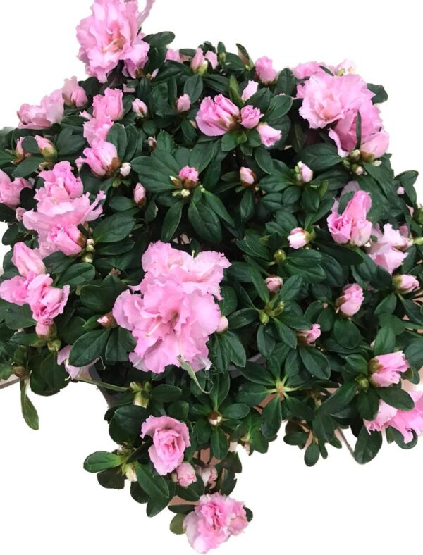 Pianta Azalea