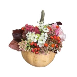 Zucca Piccola